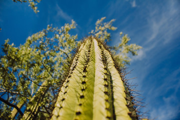 cactus