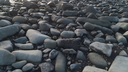 whimsical forms of nature