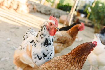 Hens pecking food in the fencing of their henhouse on a farm.