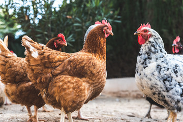 Hens pecking at the soil of an ecological farm to lay boar eggs.