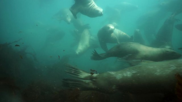 Seals underwater of Sea of Okhotsk. Family of northern sea lion marine mammal animal underwater in muddy cold water wild nature. Concept of pinniped animals underwater.