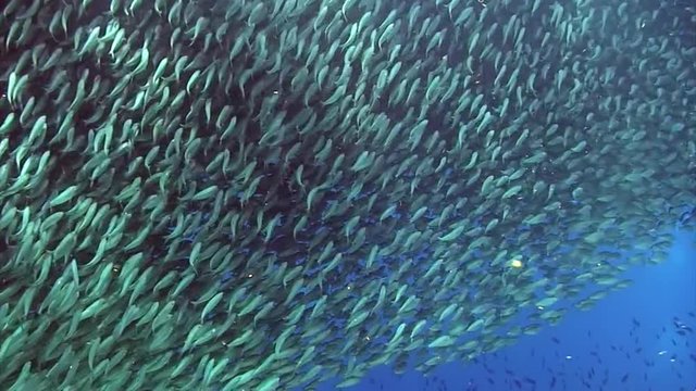 School of whites fish in underwater ocean of Philippine. Group fish of one species and beauty of underwater wildlife in marine life world of Philippine Sea. Relaxing video about sea and ocean life.