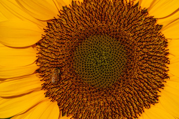 ミツバチとひまわり