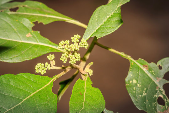 Vernonia Amygdalina" Images  Browse 98 Stock Photos, Vectors, and Video |  Adobe Stock