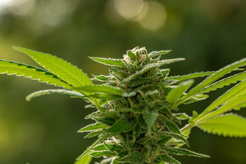 Cannabis Bud trichome covered landscape