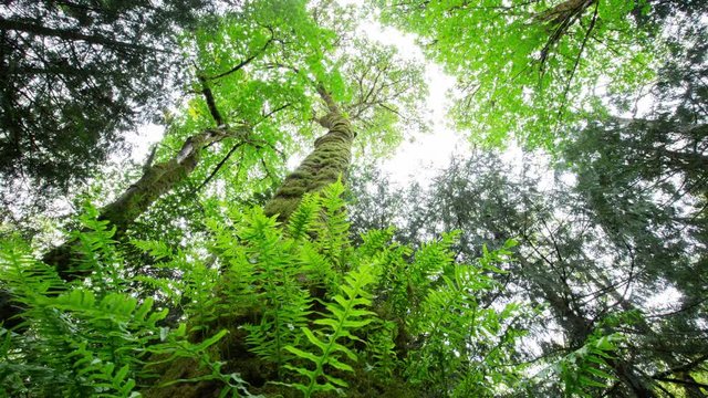 Moss Big Leaf Maple 4k Dolly