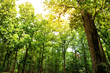 Obraz premium Green big teak trees forest in the north Thailand