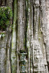 Trunk of big teak tree in Uttaradit province Thailand