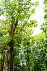 Image of big green teak tree Uttaradit province Thailand