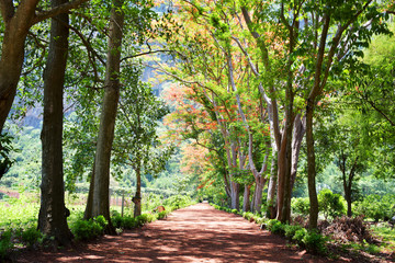 Fototapeta premium Beautiful natural tree in summer season at landscape