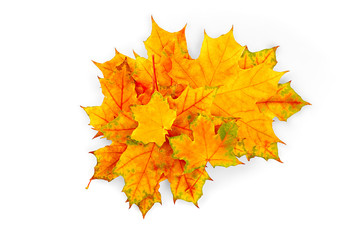 Autumn leaves on white background, isolated. High resolution
