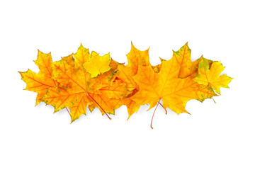 Autumn leaves on white background, isolated. High resolution
