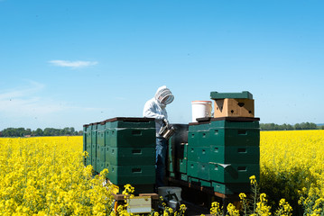 Imker entnimmt Honigwaben aus seinen Bienenkästen auf einenblühenden Rapsfeld - obrazy, fototapety, plakaty