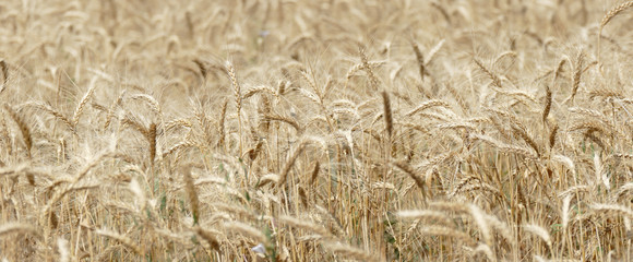 Panorama of a wheat field. Big size. A lot of spikelets. Harvest of bread, natural background.