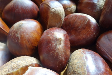 たくさんの栗の実