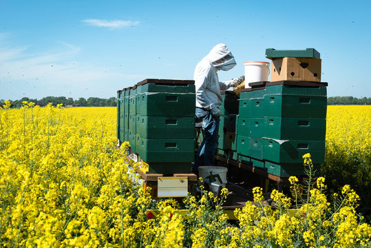 Imker überprüft auf einen blühenden Rapsfeld sein Bienenstock