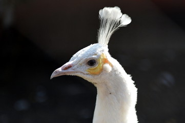  Portrait of a white peacock at the Ostrich Ranch contact zoo in Barnaul