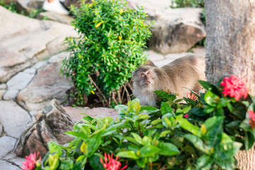 macaque and flowers