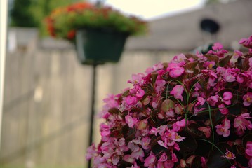 Pink flowers in front of red flowers