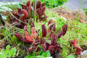 サンフランシスコ