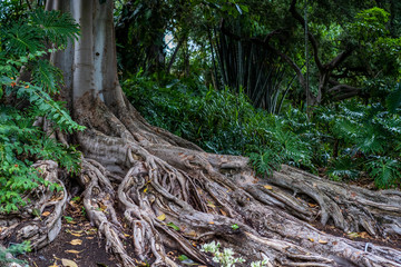 Buttress rainforest jungle tree roots spreading from trunk