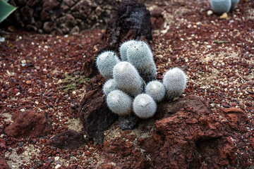 Mammillaria clumping Powder Puff cactus balls 