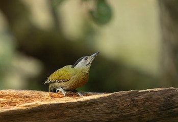 Grey-headed Woodpecker Seen at Sattal.Uttarakhand,India
