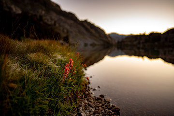 Indian Paintbrush flowers by calm alpine lake at sunrise