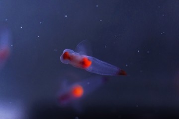 世界自然遺産知床の妖精クリオネ © kat334