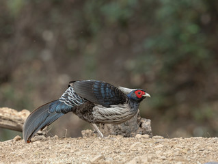 Khaleej Pheasant Male seen at Sattal,Uttarakhand,India