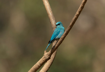 Vediter Flycatcher Seen at Sattal.Uttarakhand,India