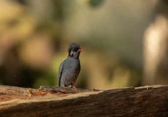 Black  Bulbul Seen at Sattal.Uttarakhand,India