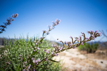 Poodle Dog Bush toxic southern california plant