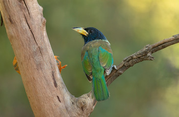 Great Barbet Seen at Sattal.Uttarakhand,India