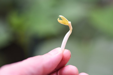 Sprouting beans on hand planting bean sprout seed growing agriculture