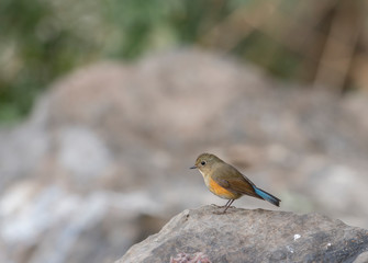Himalayan Bluetail Female  seen near Sattal,Uttrakhand,India