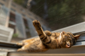Cat sleeping at the window