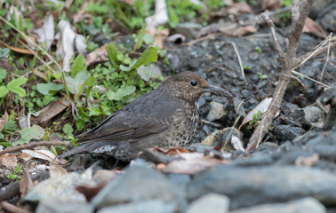Long-billed Thrush Seen at Chopta,Uttarakhand,India