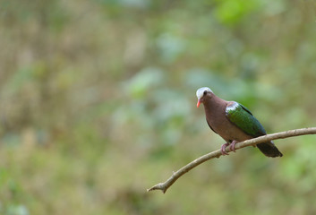 Emerald Dove  seen at Sattal,Uttarakhand,India
