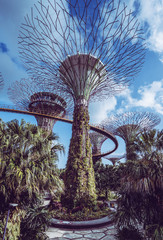 Gardens by the bay Singapore