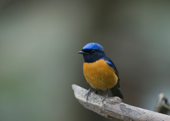 Rufous-bellied Niltava Seen at Sattal.Uttarakhand,India