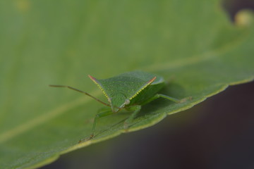 insecto verde