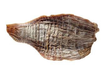 Dry young bamboo shoot on white background