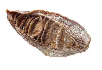 Dry young bamboo shoot on white background
