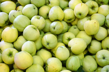 Fresh picked ginger gold apples background in the harvest season