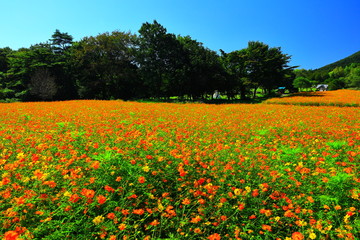 Obraz premium 宮城県 秋のやくらいガーデン