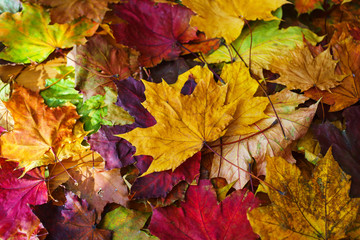 Naklejka na ściany i meble Autumn background, Bright yellow autumn leaves on the ground.