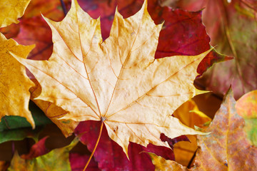 Naklejka na ściany i meble Autumn background, Bright yellow autumn leaves on the ground.