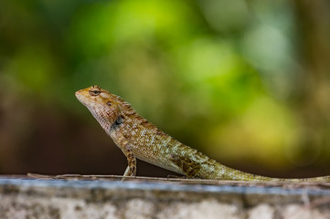 Kin ka Lizard chills in the garden