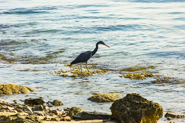 Heron fishing in the sea